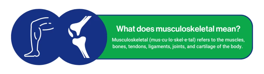 what is musculoskeletal?